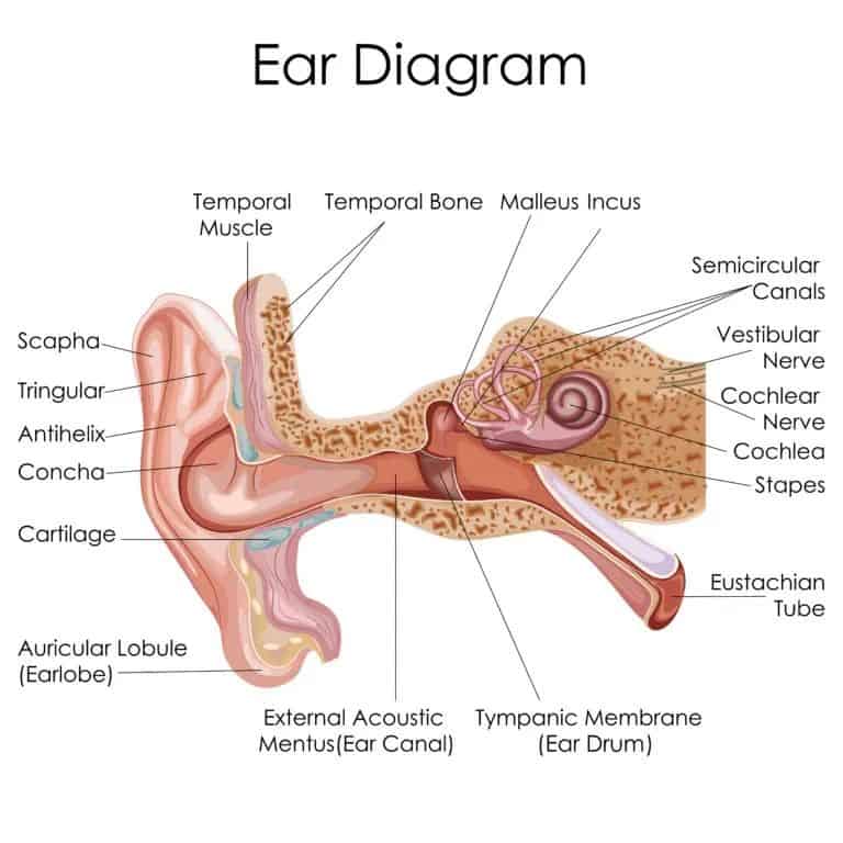 ear disgram